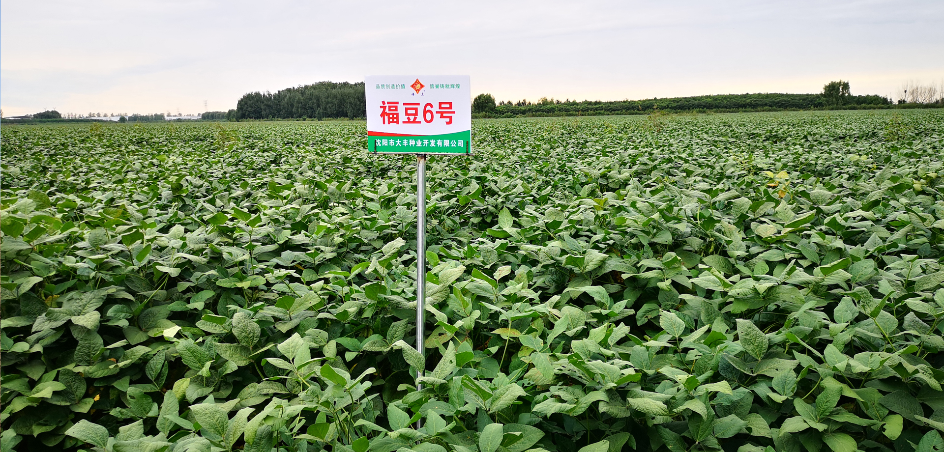 福豆6號